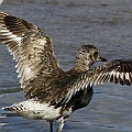 Grey Plover the same bird, the primaries badly worn out. Should be followed by complete moulting<br />Canon EOS 7D + EF300 F2.8L III + EF1.4xII